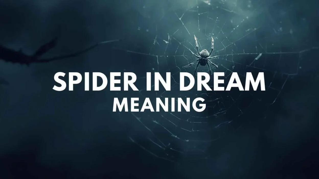 Spider in Dream Meaning